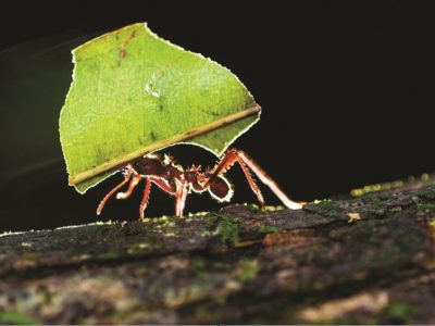 El llamado de la selva