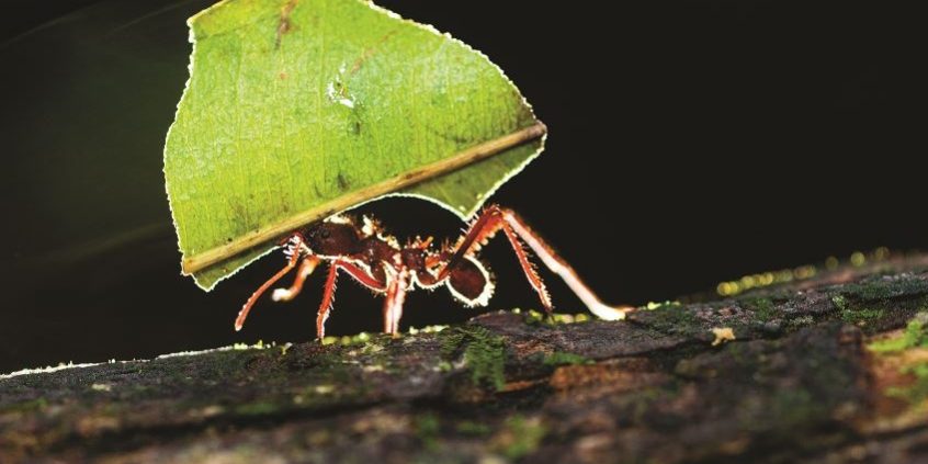 El llamado de la selva